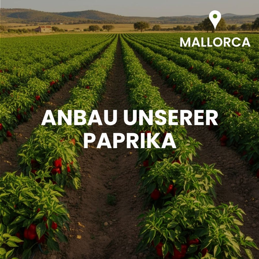 Paprikaanbau auf Mallorca