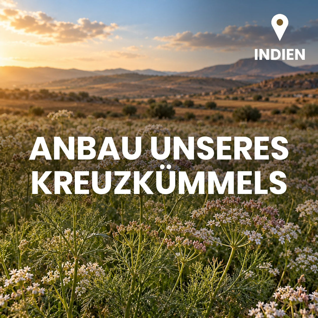 Blühendes Kreuzkümmel-Feld in Indien